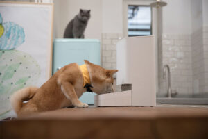 Día del Gato conoce los nuevos productos inteligentes de Xiaomi para mascotas