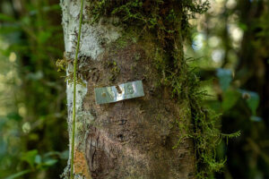 EPSON Perú refuerza su compromiso por la preservación de árboles en la Amazonía peruana