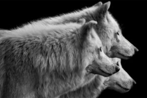 Explora la complejidad de las emociones animales con Wolf Ademeit en Samsung Art Store