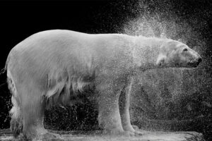 Explora la complejidad de las emociones animales con Wolf Ademeit en Samsung Art Store
