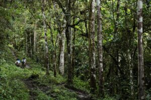 EPSON continúa adopción de árboles nativos y promueve la reforestación en Perú