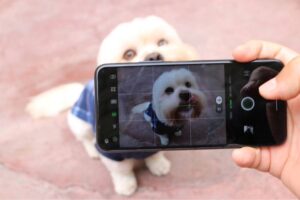 Consigue las mejores fotos de tu mascota con estos consejos de Infinix