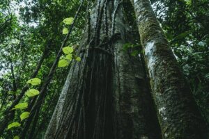 Epson renueva su compromiso con la sostenibilidad adoptando más de 1,400 árboles de la Amazonía peruana