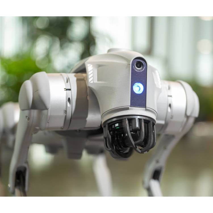 Terremoto en Colombia_ ¿Los perros robots pueden ayudar a encontrar sobrevivientes entre los escombros_