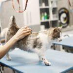 ¿Tienes un gato en casa? Especialistas, de la Universidad Norbert Wiener exponen siete cuidados esenciales para proteger su salud y evitar riesgos