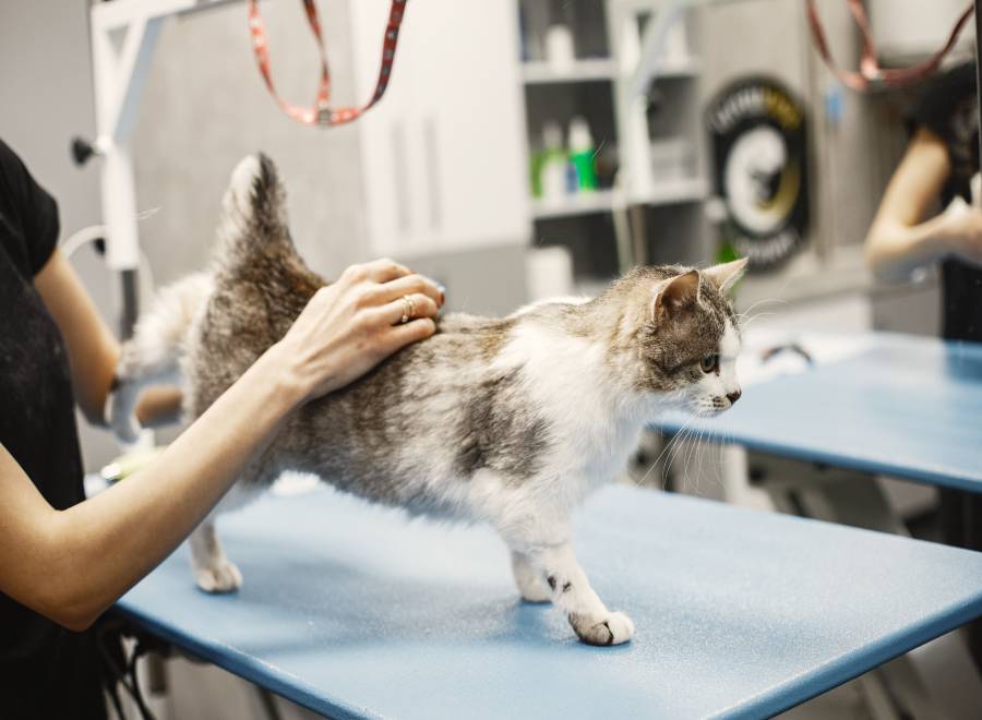 ¿Tienes un gato en casa_ 7 cuidados esenciales para proteger su salud y evitar riesgos Universidad Norbert Wiener